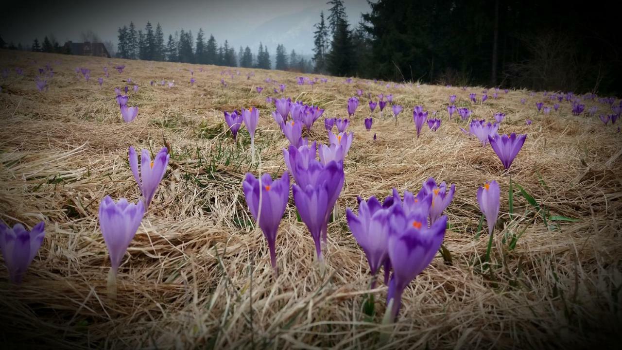 Spanie Po Zboju Kościelisko Exterior foto